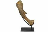 Fossil Pachycephalosaurus Femur - Montana #129308-7